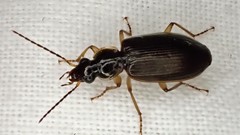 Notagonum