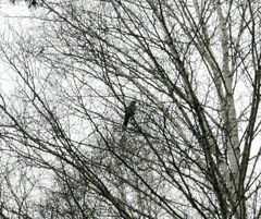 Turdus pilaris