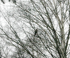 Turdus pilaris