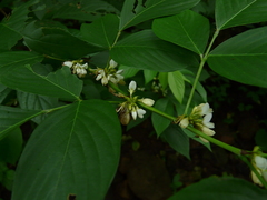 Dendrolobium triangulare