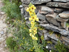 Verbascum boerhavii