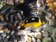 Chaetodon quadrimaculatus