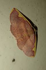 Nothomiza flavicosta