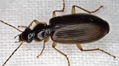 Notagonum