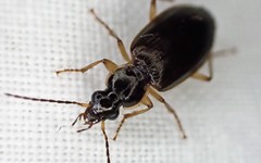 Notagonum