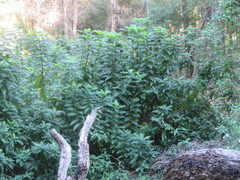 Acanthus polystachyus