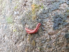 Helicorthomorpha