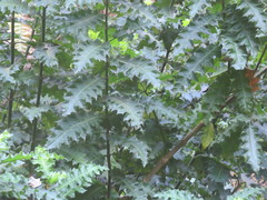 Acanthus polystachyus