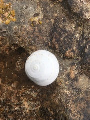 Sphincterochila candidissima
