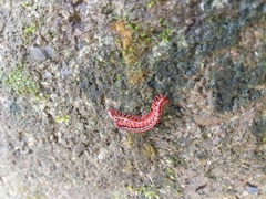 Helicorthomorpha