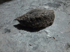 Caprimulgus affinis stictomus