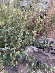 Astragalus oocarpus