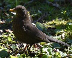 Turdus merula