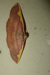 Nothomiza flavicosta