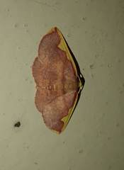 Nothomiza flavicosta