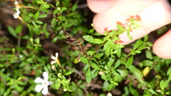 Chaenostoma integrifolium