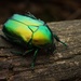 Big Rose-Chafer - Photo (c) Frederic Griesbaum, some rights reserved (CC BY-NC), uploaded by Frederic Griesbaum