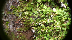 Chaenostoma integrifolium