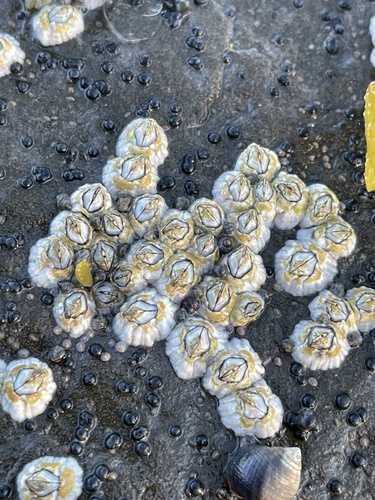 Northern Acorn Barnacle, photo 3 of 9