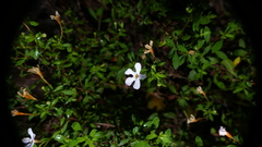 Chaenostoma integrifolium