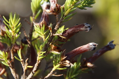 Erica macowanii