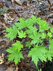 Acer rubrum rubrum