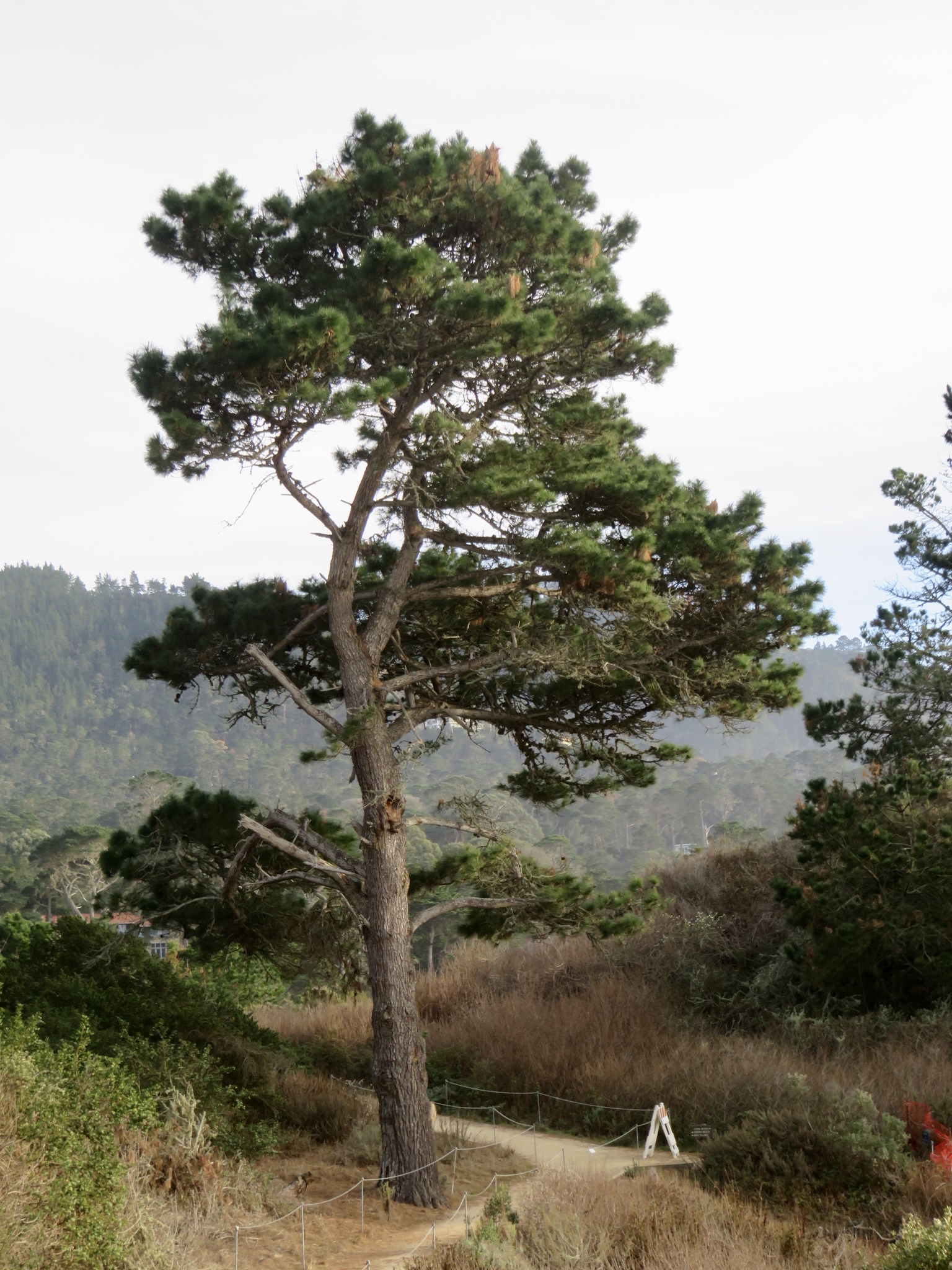 Pinus radiata