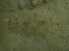 Pardachirus pavoninus