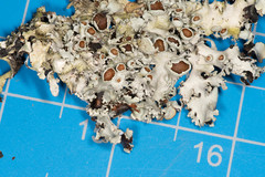 Parmotrema submarginale