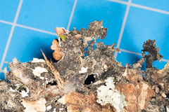 Parmotrema submarginale