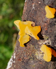 Heterotextus miltinus