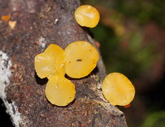 Heterotextus miltinus