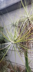 Tillandsia arhiza