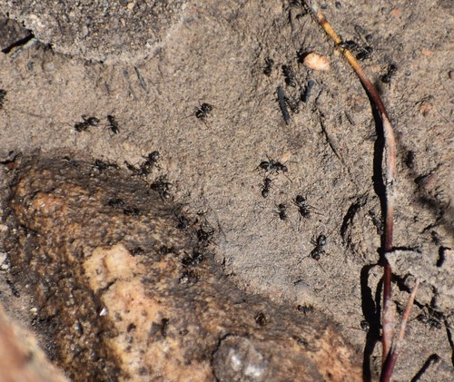 Small pugnacious ant photo 5