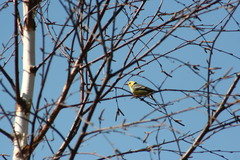 Motacilla citreola
