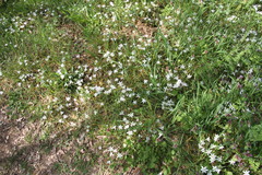 Ornithogalum woronowii
