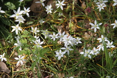Ornithogalum woronowii