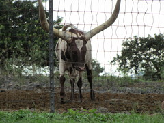 Bos indicus × taurus