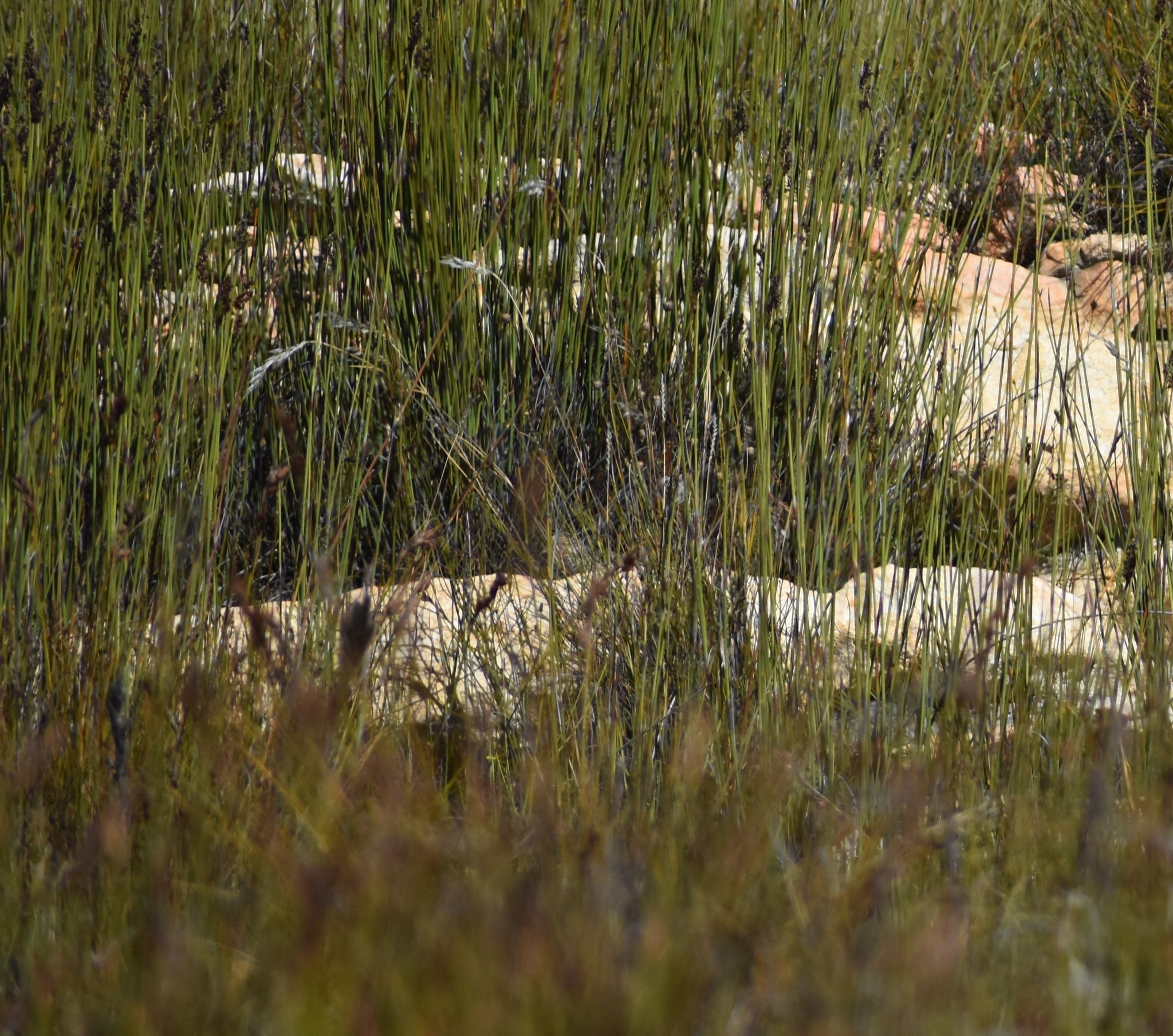 Fynbos Buttonquail (Turnix hottentottus), photo 1