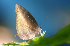 Arhopala centaurus
