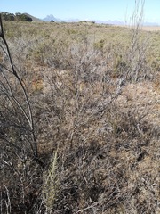Leucadendron verticillatum