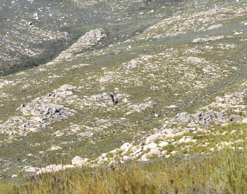 Fynbos Buttonquail (Turnix hottentottus), photo 2