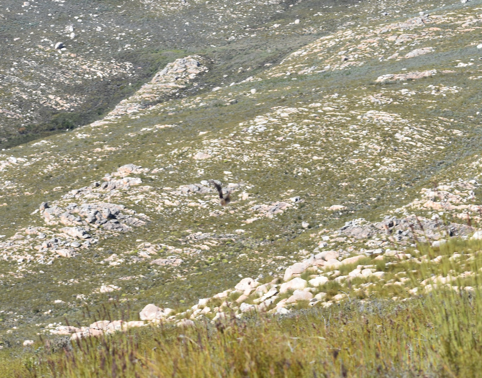 Fynbos Buttonquail (Turnix hottentottus), photo 2