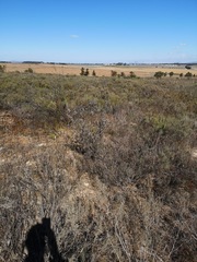 Leucadendron verticillatum
