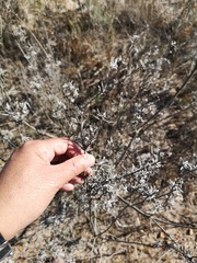 Leucadendron verticillatum