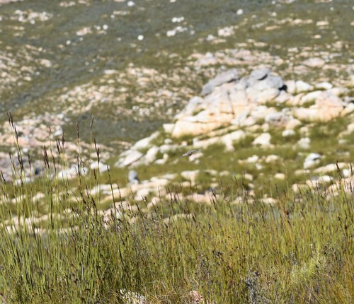 Fynbos Buttonquail (Turnix hottentottus), photo 7