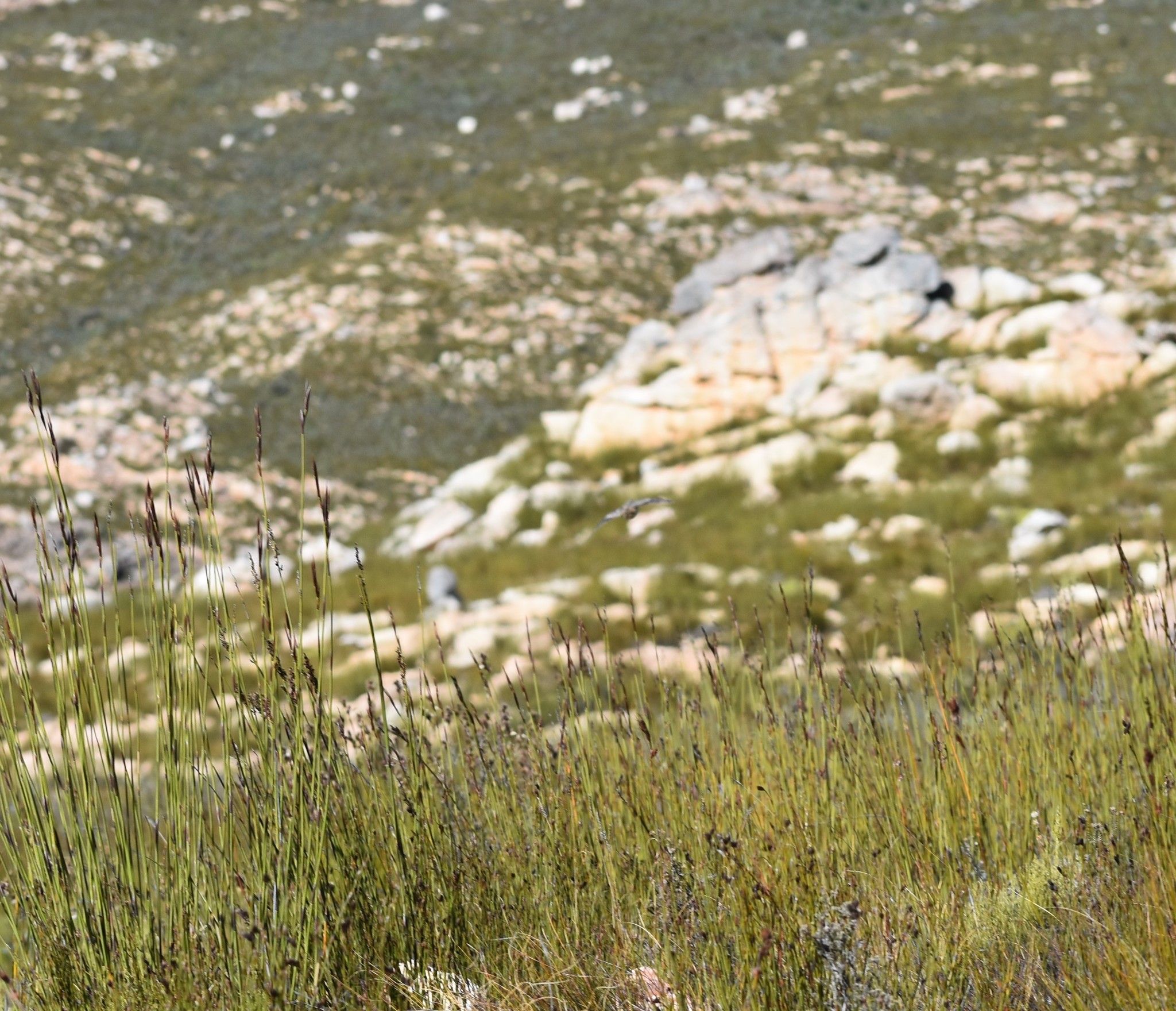 Fynbos Buttonquail (Turnix hottentottus), photo 10
