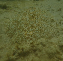 Pardachirus pavoninus