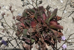 Limonium duriusculum