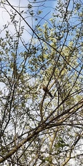 Garrulus glandarius
